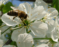 Méh a virágokon